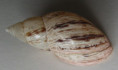 /products/drymaeus-pulcherrimus-2-h-adams-1867/